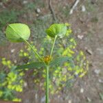 Euphorbia biumbellata Flower