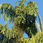 Caryota urens Fruto