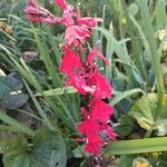 Lobelia cardinalis 形态