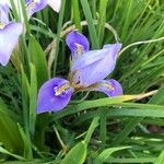 Iris unguicularis Цветок