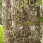 Pouteria cayennensis Koor