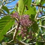 Dendrocnide vitiensis Meyve
