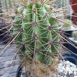 Carnegiea gigantea Habit