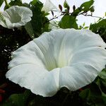 Calystegia silvatica Çiçek