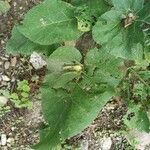 Arctium minusLeaf