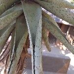 Aloe marlothii 葉