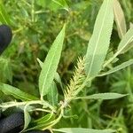 Salix eriocephala Frucht