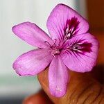 Pelargonium cucullatum Fleur