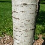 Populus tremuloides Bark