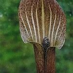 Arisaema kishidae