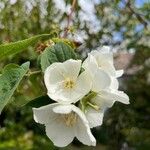 Philadelphus coronariusKwiat