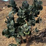 Calotropis procera 形态