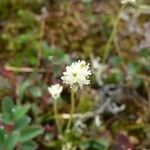 Tofieldia pusilla Flower