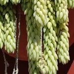 Sedum morganianum ഇല