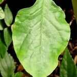 Plumbago zeylanica Leaf