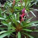 Aechmea weilbachii 葉