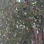 Ficus benghalensis বাকল