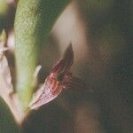 Bulbophyllum betchei