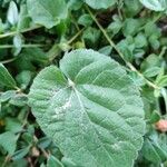 Viola odorata Leaf