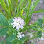 Trifolium resupinatum Квітка