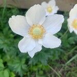 Anemone sylvestris Blüte