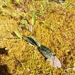 Dactylorhiza maculata Liść