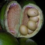 Sterculia recordiana Fruit