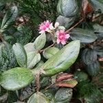 Rhodomyrtus tomentosa Hostoa