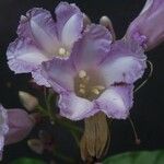 Maripa nicaraguensis 花