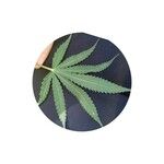 Cannabis sativa Leaf