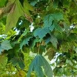 Acer saccharum Листок