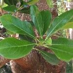 Pittosporum viridiflorum Leaf