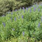 Lupinus angustifolius Hábito