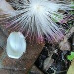 Barringtonia asiatica 花