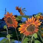 Helianthus annuus Flower