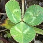 Trifolium striatum Liść