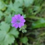 Geranium pyrenaicumফুল