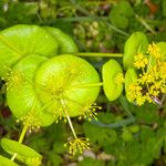 Smyrnium perfoliatum Leaf