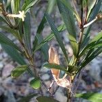 Alstonia deplanchei Habit