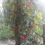 Passiflora vitifolia ശീലം