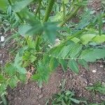 Sium sisarum Hoja