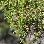 Erica arborescens Leaf