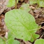 Veronica officinalis Foglia