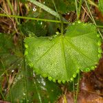 Alchemilla glabra Liść