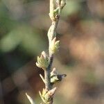 Thymelaea passerina Fruit