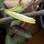 Asimina triloba Leaf