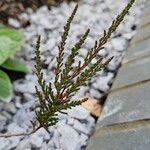 Calluna vulgaris Blatt