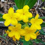 Lithospermum canescens Цвят