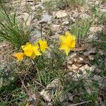 Narcissus assoanus Blüte