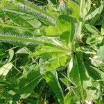 Pilosella aurantiaca Leaf